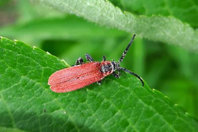 <i>Lygistopterus sanguineus</i>