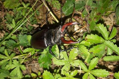 <i>Lucanus cervus</i>