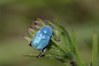 <i>Hoplia coerulea</i>