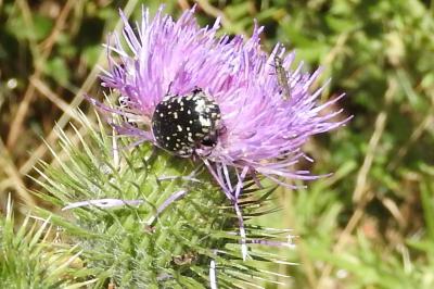 <i>Oxythyrea funesta</i>