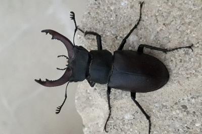<i>Lucanus cervus</i>
