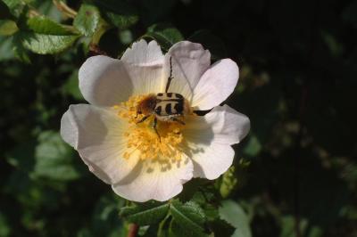 <i>Trichius</i>