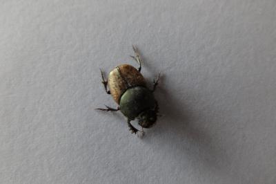 <i>Onthophagus</i>