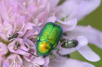 <i>Cryptocephalus</i>