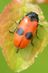 <i>Clytra laeviuscula</i>