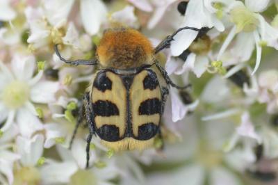 <i>Trichius fasciatus</i>