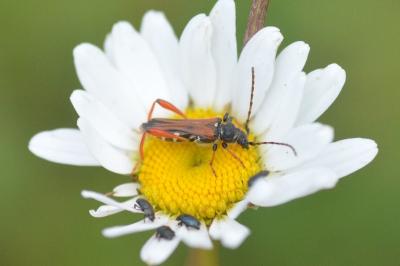 <i>Stenopterus rufus</i>