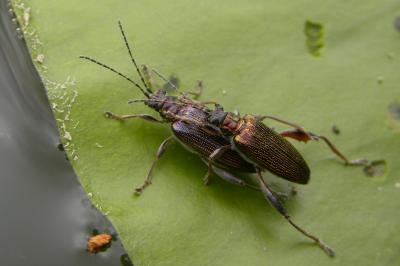 <i>Donacia crassipes</i>