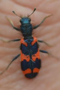 <i>Trichodes alvearius</i>