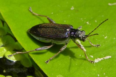 <i>Donacia crassipes</i>