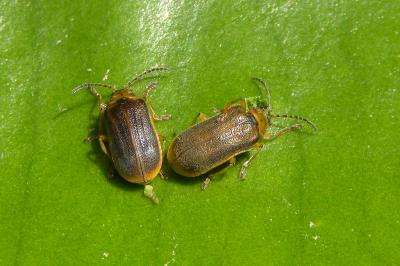 <i>Galerucella nymphaeae</i>