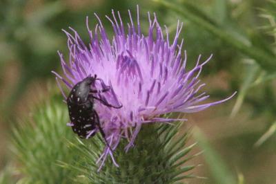 <i>Oxythyrea funesta</i>