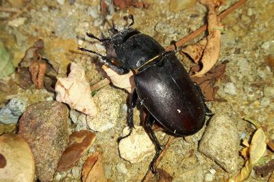 <i>Lucanus cervus</i>