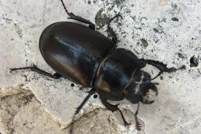 <i>Lucanus cervus</i>