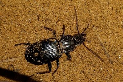 <i>Pterostichus</i>