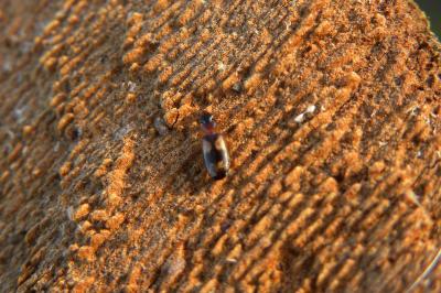 <i>Dromius quadrimaculatus</i>