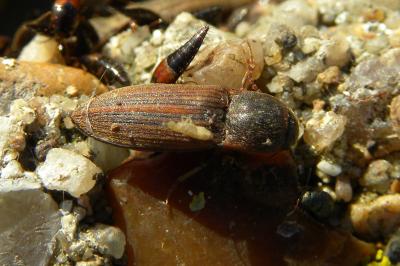 <i>Agriotes lineatus</i>