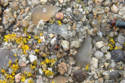 <i>Anthicus antherinus</i>