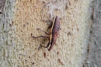 <i>Lixus ochraceus</i>
