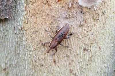<i>Lixus ochraceus</i>