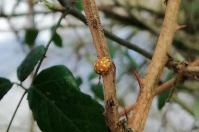 <i>Halyzia sedecimguttata</i>