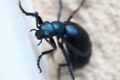 <i>Meloe violaceus</i>