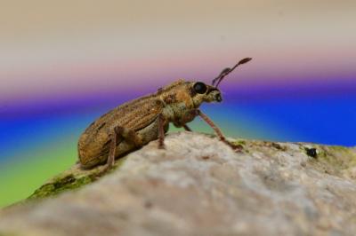 <i>Sitona lineatus</i>