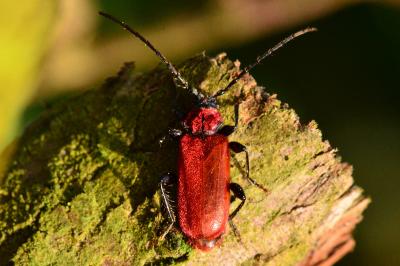 <i>Pyrrhidium sanguineum</i>