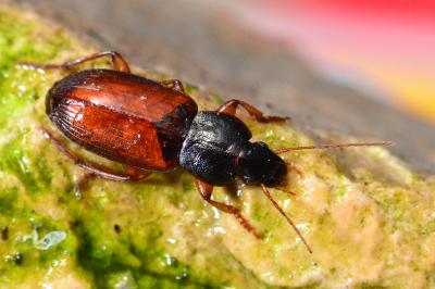 <i>Parophonus mendax</i>
