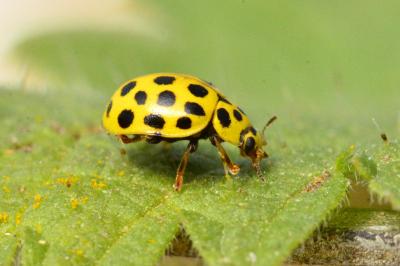 <i>Psyllobora vigintiduopunctata</i>