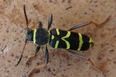 <i>Clytus arietis</i>