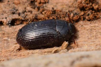 <i>Alphitobius diaperinus</i>