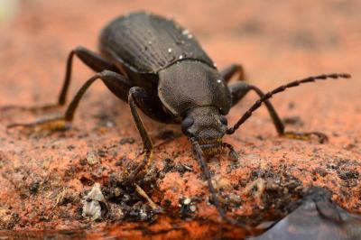 <i>Stenomax aeneus</i>