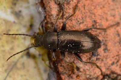 <i>Stenomax aeneus</i>