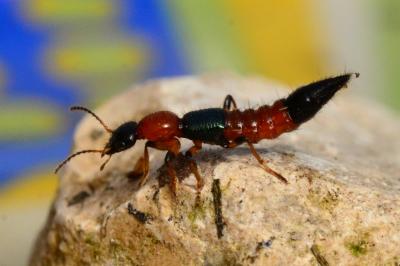 <i>Paederus littoralis</i>