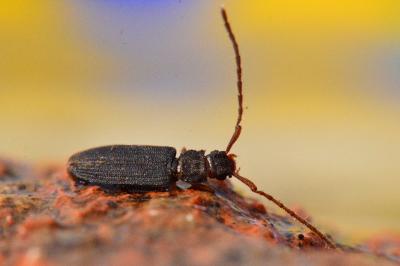 <i>Uleiota planatus</i>
