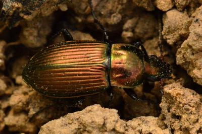 <i>Poecilus cupreus</i>