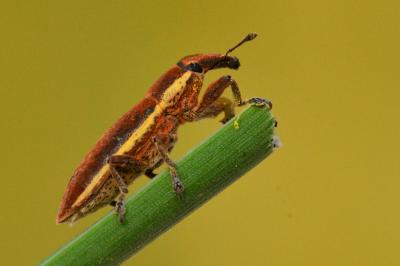 <i>Lixus ochraceus</i>