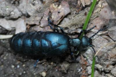 <i>Meloe violaceus</i>