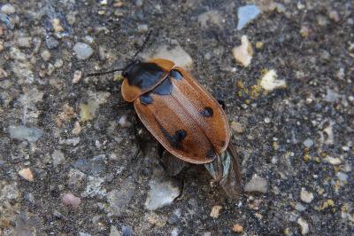 <i>Dendroxena quadrimaculata</i>