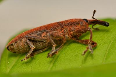 <i>Lixus linearis</i>