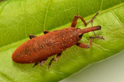 <i>Lixus linearis</i>