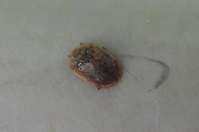 <i>Hypocassida subferruginea</i>