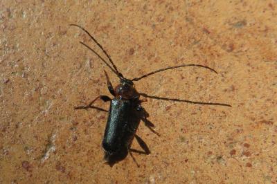 <i>Phymatodes testaceus</i>