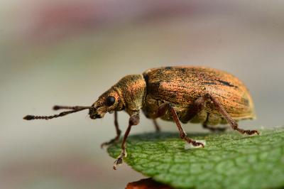 <i>Phyllobius pyri</i>