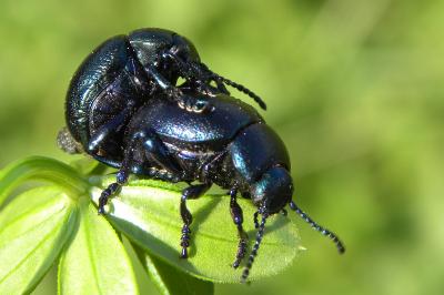 <i>Timarcha goettingensis</i>