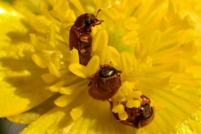<i>Byturus ochraceus</i>
