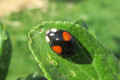 <i>Harmonia axyridis</i>