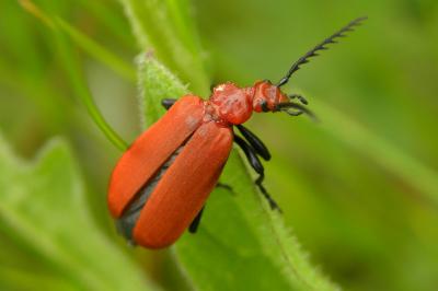<i>Pyrochroa serraticornis</i>