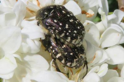 <i>Oxythyrea funesta</i>